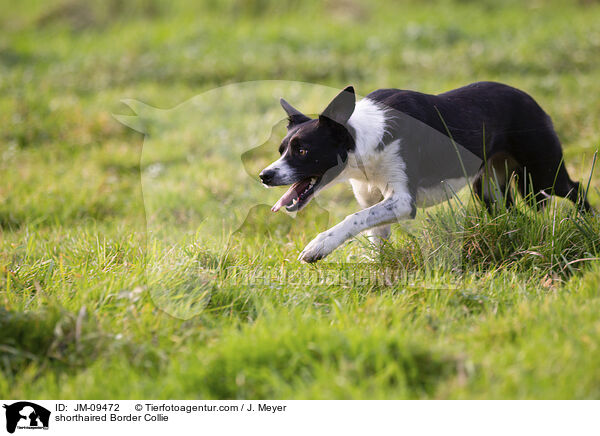 Kurzhaar Border Collie / shorthaired Border Collie / JM-09472