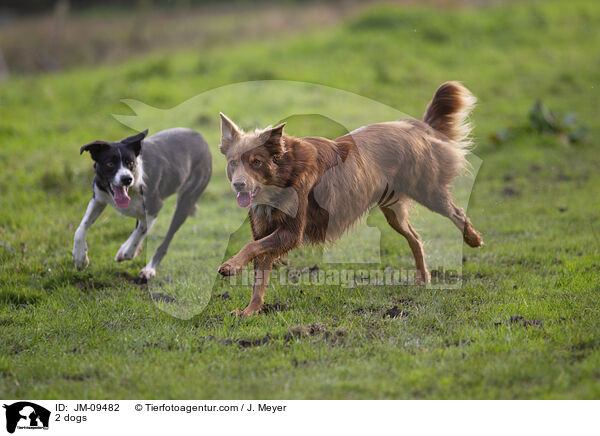 2 Hunde / 2 dogs / JM-09482