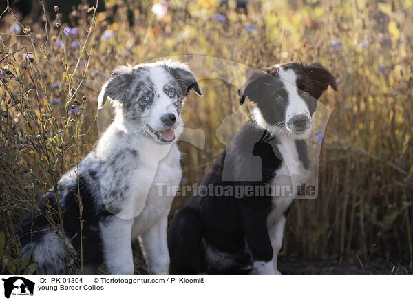 junge Border Collies / young Border Collies / PK-01304
