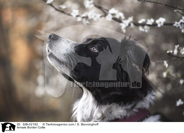 Border Collie Hndin / female Border Collie / SIB-02192