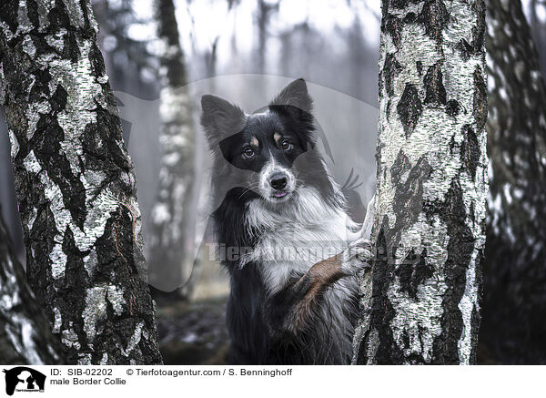 Border Collie Rde / male Border Collie / SIB-02202