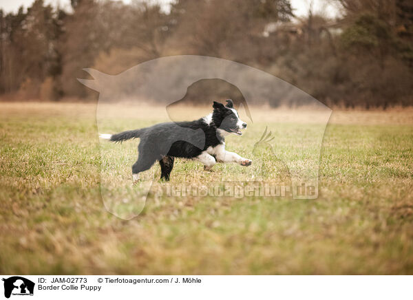 Border Collie Welpe / Border Collie Puppy / JAM-02773