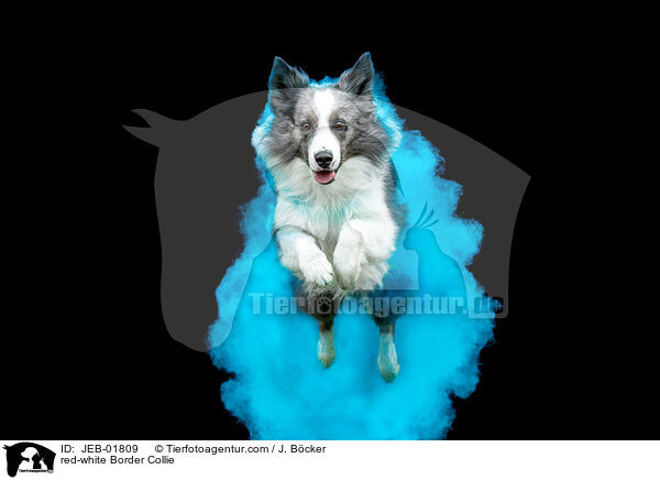 rot-weier Border Collie / red-white Border Collie / JEB-01809