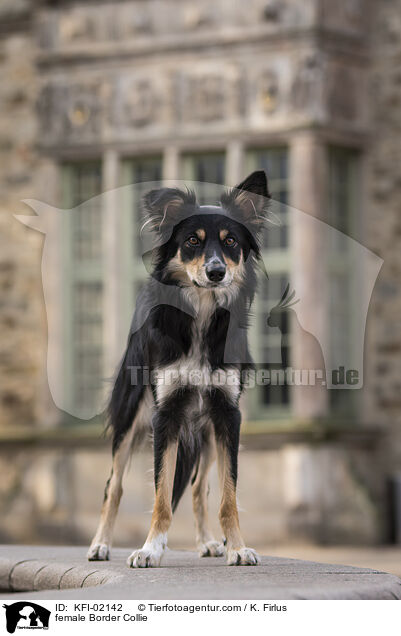 Border Collie Hndin / female Border Collie / KFI-02142