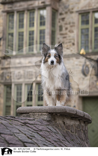 Border Collie Hndin / female Border Collie / KFI-02146