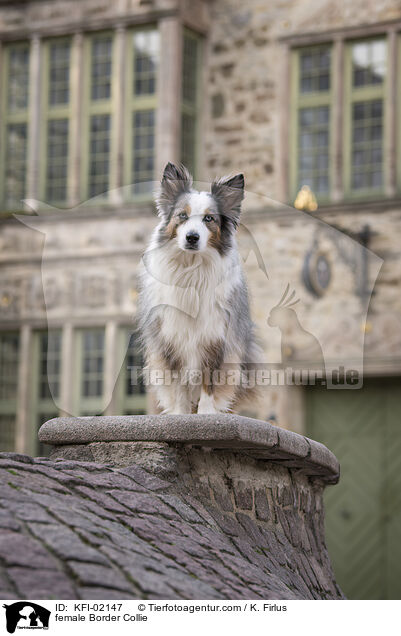 Border Collie Hndin / female Border Collie / KFI-02147