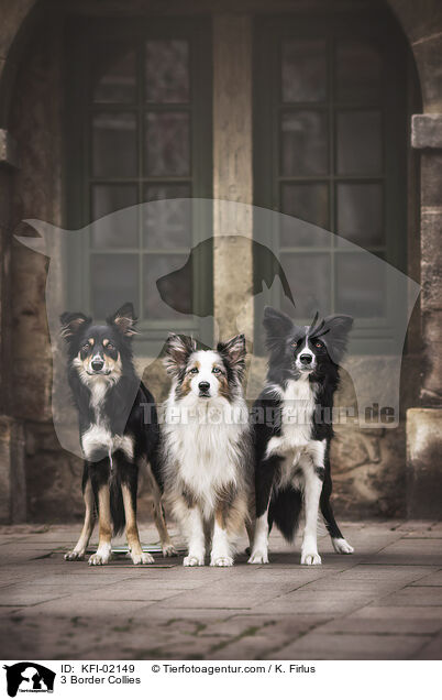 3 Border Collies / 3 Border Collies / KFI-02149