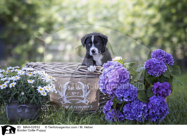 Border Collie Welpe / Border Collie Puppy / MAH-02652