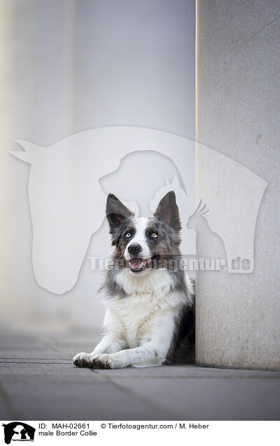 Border Collie Rde / male Border Collie / MAH-02661