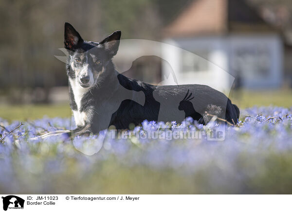 Border Collie / Border Collie / JM-11023