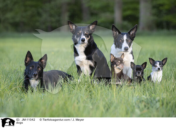 Hunde / dogs / JM-11042