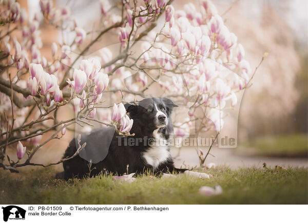 Border Collie Rde / male Border Collie / PB-01509