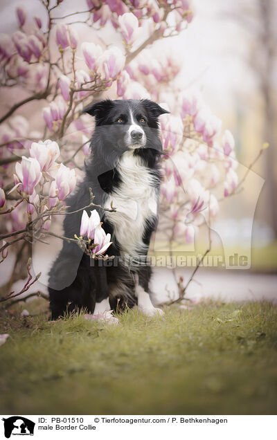 Border Collie Rde / male Border Collie / PB-01510