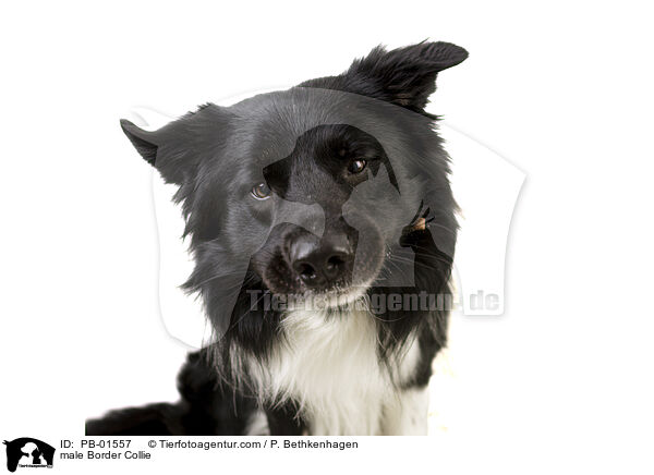 Border Collie Rde / male Border Collie / PB-01557