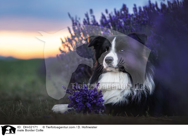 Border Collie Rde / male Border Collie / DH-02171