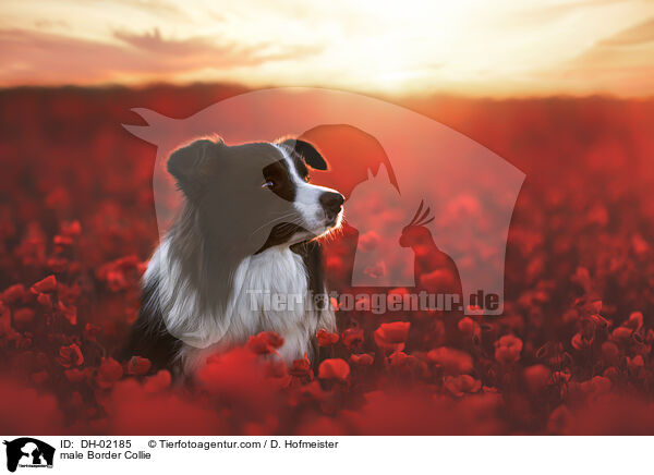 Border Collie Rde / male Border Collie / DH-02185