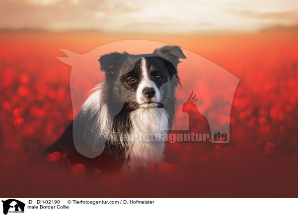 Border Collie Rde / male Border Collie / DH-02190