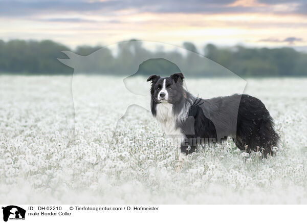 Border Collie Rde / male Border Collie / DH-02210