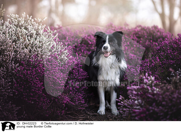 young male Border Collie / DH-02223