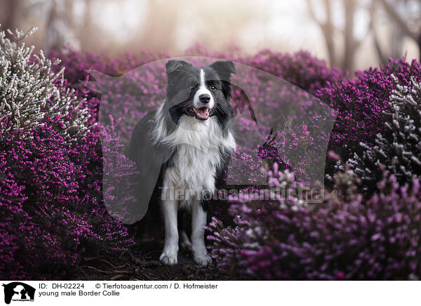 young male Border Collie / DH-02224