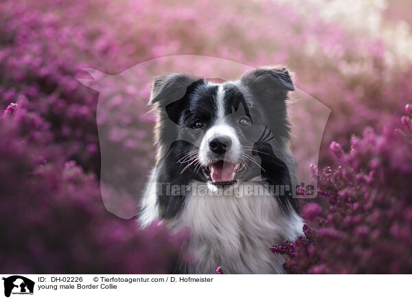 junger Border Collie Rde / young male Border Collie / DH-02226