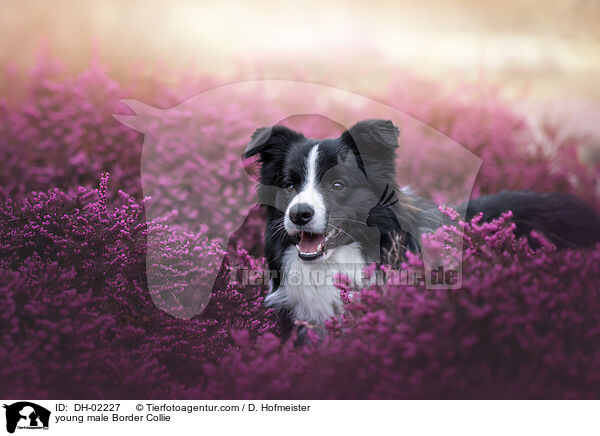 young male Border Collie / DH-02227