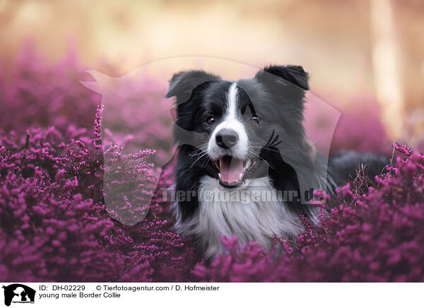young male Border Collie / DH-02229