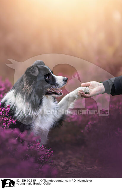 junger Border Collie Rde / young male Border Collie / DH-02235
