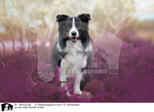 junger Border Collie Rde / young male Border Collie / DH-02238
