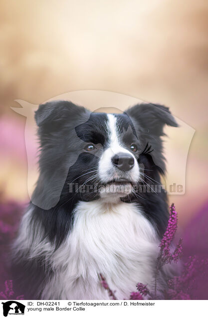 young male Border Collie / DH-02241