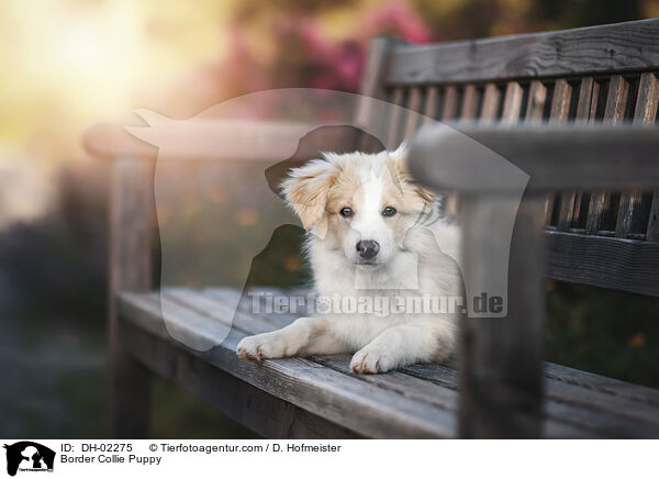 Border Collie Welpe / Border Collie Puppy / DH-02275