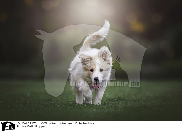 Border Collie Welpe / Border Collie Puppy / DH-02276