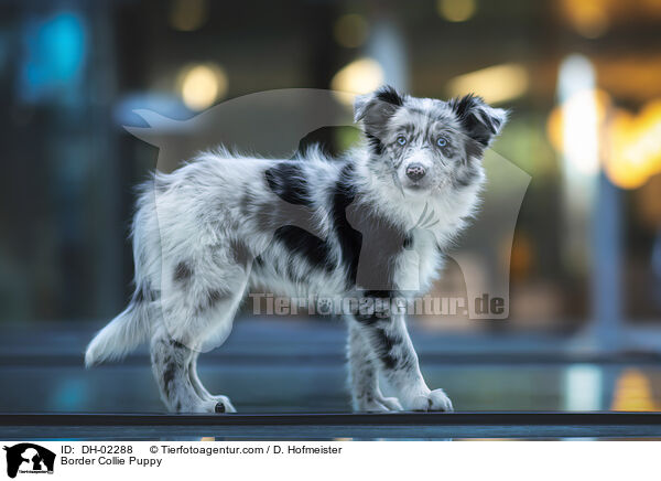 Border Collie Welpe / Border Collie Puppy / DH-02288