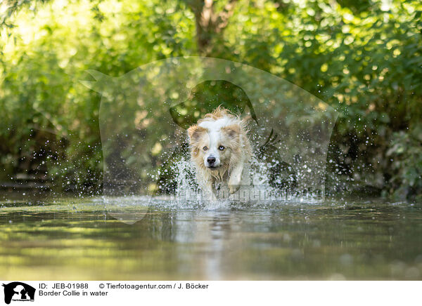 Border Collie im Wasser / Border Collie in water / JEB-01988