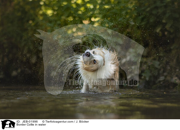 Border Collie im Wasser / Border Collie in water / JEB-01996