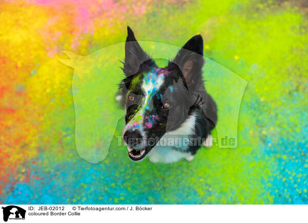 bunter Border Collie / coloured Border Collie / JEB-02012