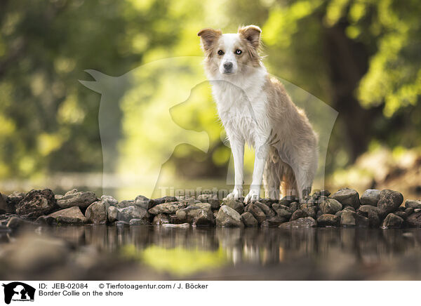 Border Collie am Wasser / Border Collie on the shore / JEB-02084