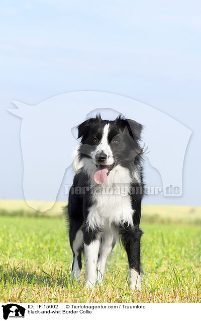 schwarz-weier Border Collie / black-and-whit Border Collie / IF-15002