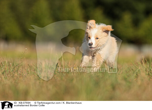 australianred Border Collie / australianred Border Collie / KB-07694