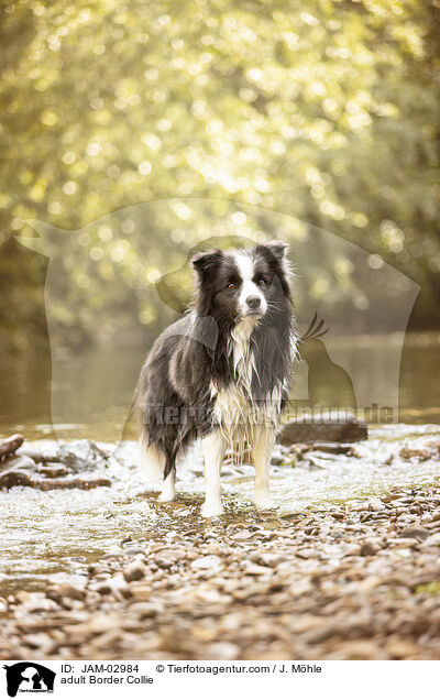 ausgewachsener Border Collie / adult Border Collie / JAM-02984