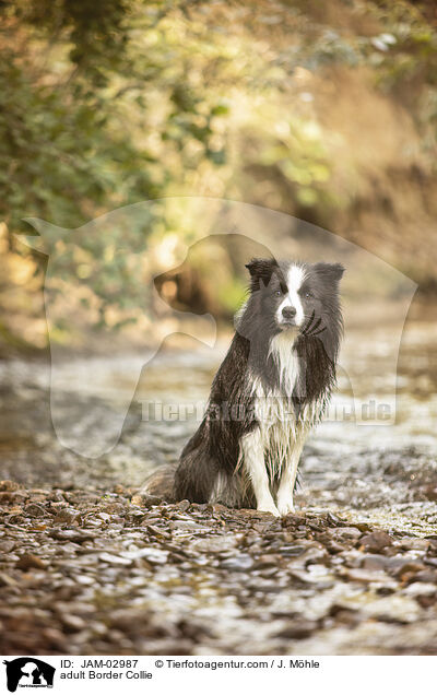 ausgewachsener Border Collie / adult Border Collie / JAM-02987