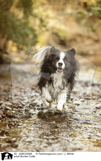 ausgewachsener Border Collie / adult Border Collie / JAM-02988