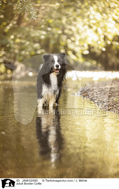 ausgewachsener Border Collie / adult Border Collie / JAM-02995