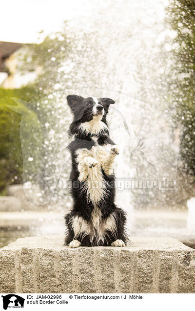 ausgewachsener Border Collie / adult Border Collie / JAM-02996