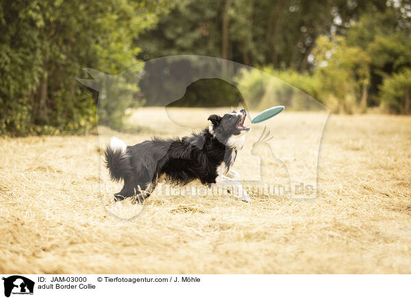 ausgewachsener Border Collie / adult Border Collie / JAM-03000