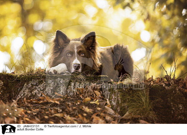 ausgewachsener Border Collie / adult Border Collie / JAM-03131