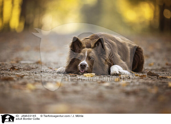 ausgewachsener Border Collie / adult Border Collie / JAM-03145