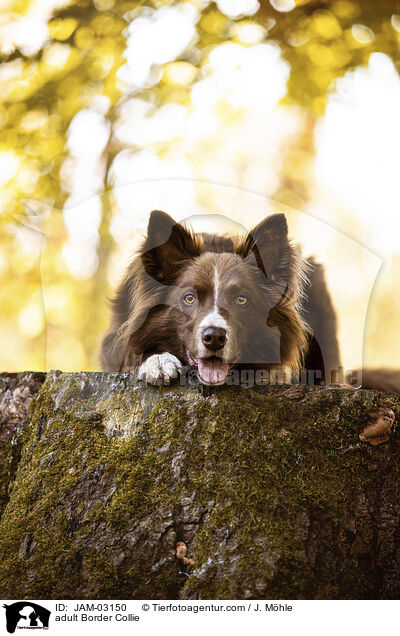 ausgewachsener Border Collie / adult Border Collie / JAM-03150