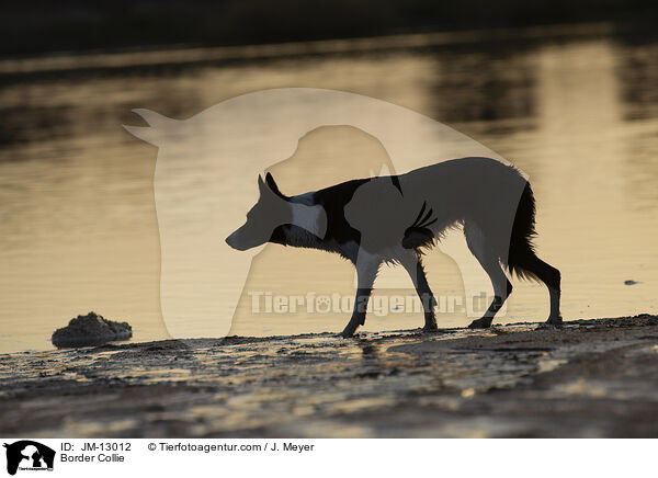 Border Collie / Border Collie / JM-13012