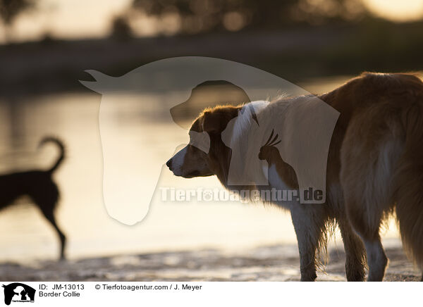 Border Collie / Border Collie / JM-13013